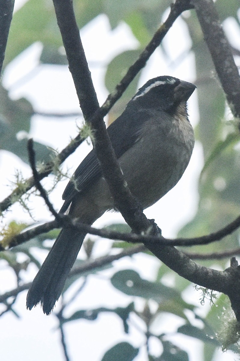 Thick-billed Saltator - Ted Kavanagh