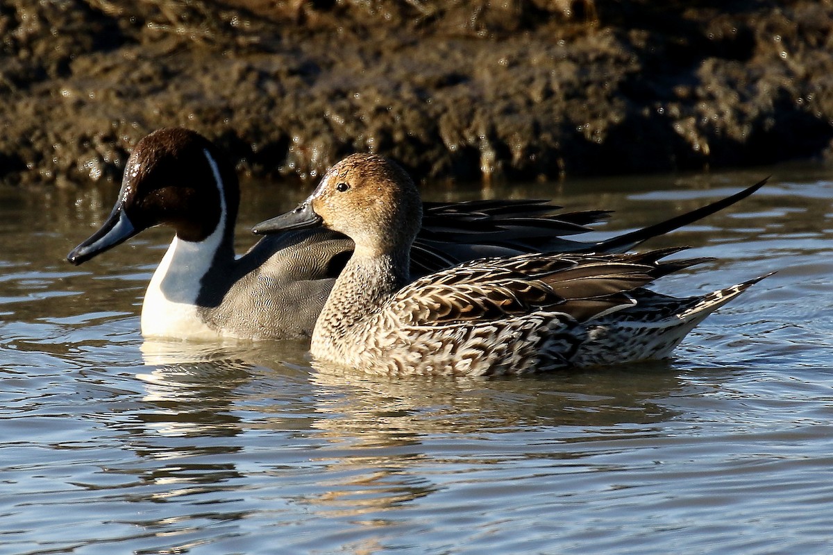 Northern Pintail - ML131426421