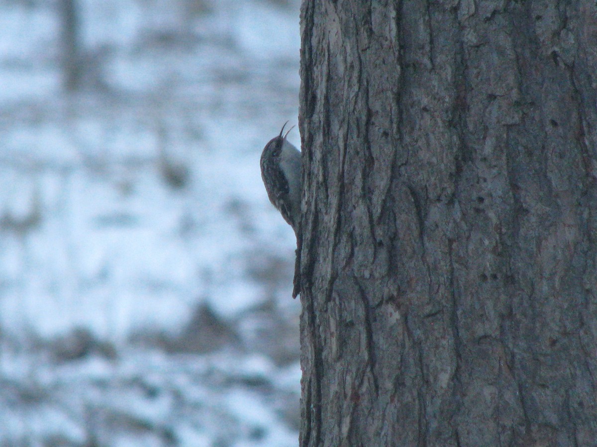 Brown Creeper - ML131427751