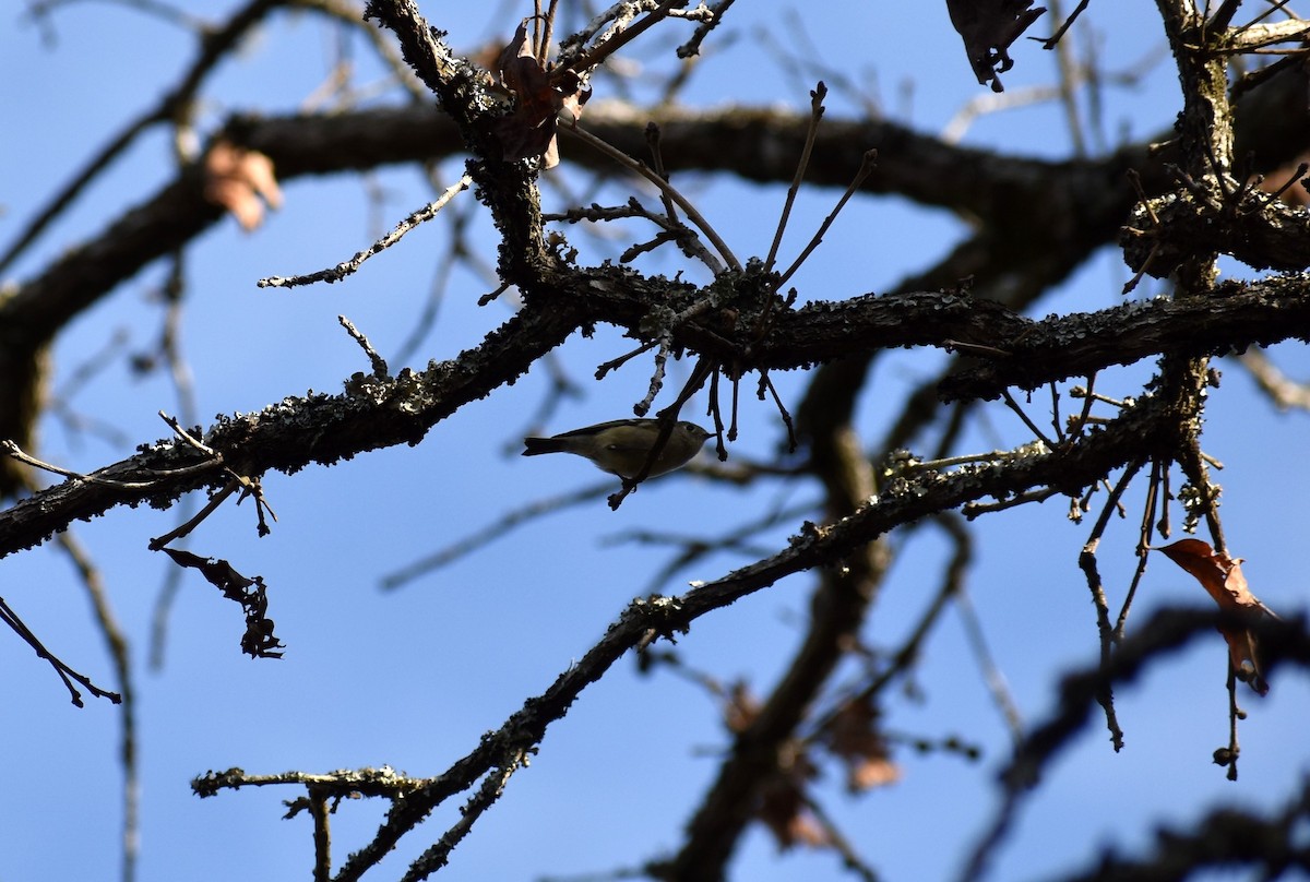 Ruby-crowned Kinglet - Rebekah Holtsclaw