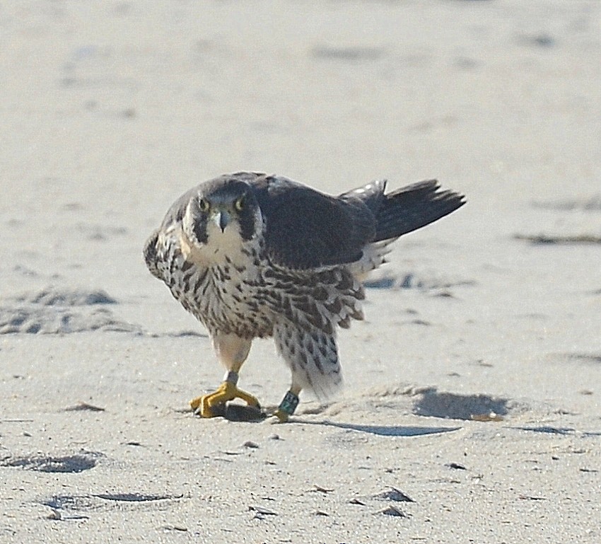 Peregrine Falcon - Richard Haimes