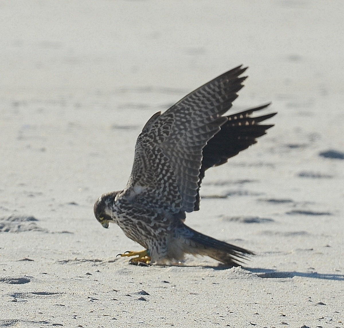 Peregrine Falcon - Richard Haimes