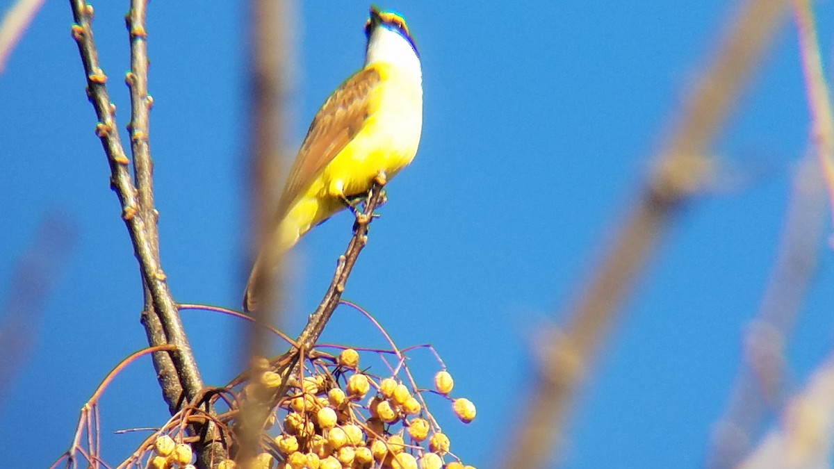 Great Kiskadee - ML131429201