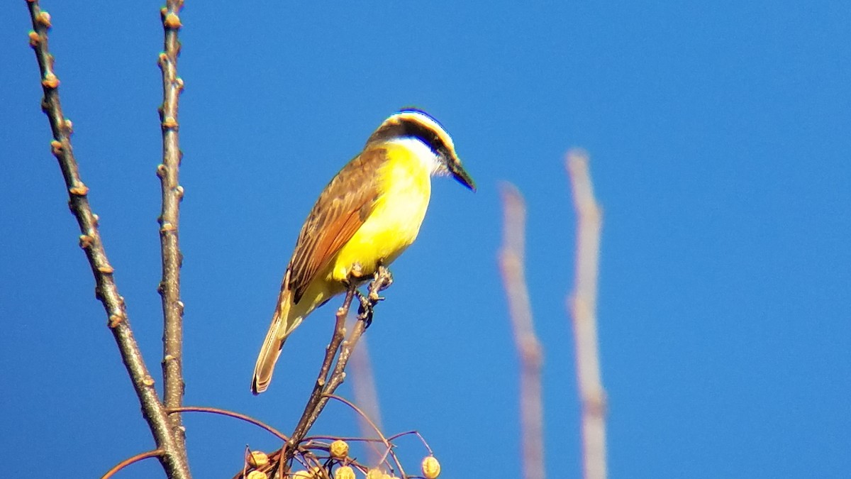 Great Kiskadee - ML131429211