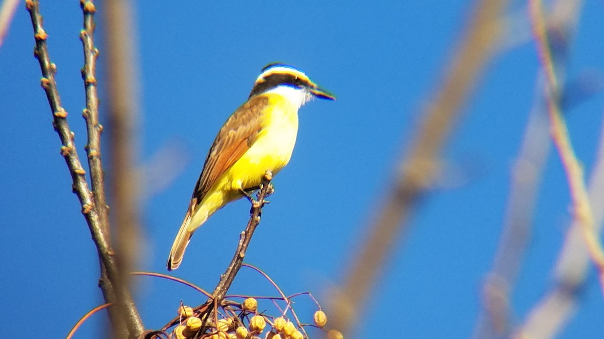 Great Kiskadee - ML131429221