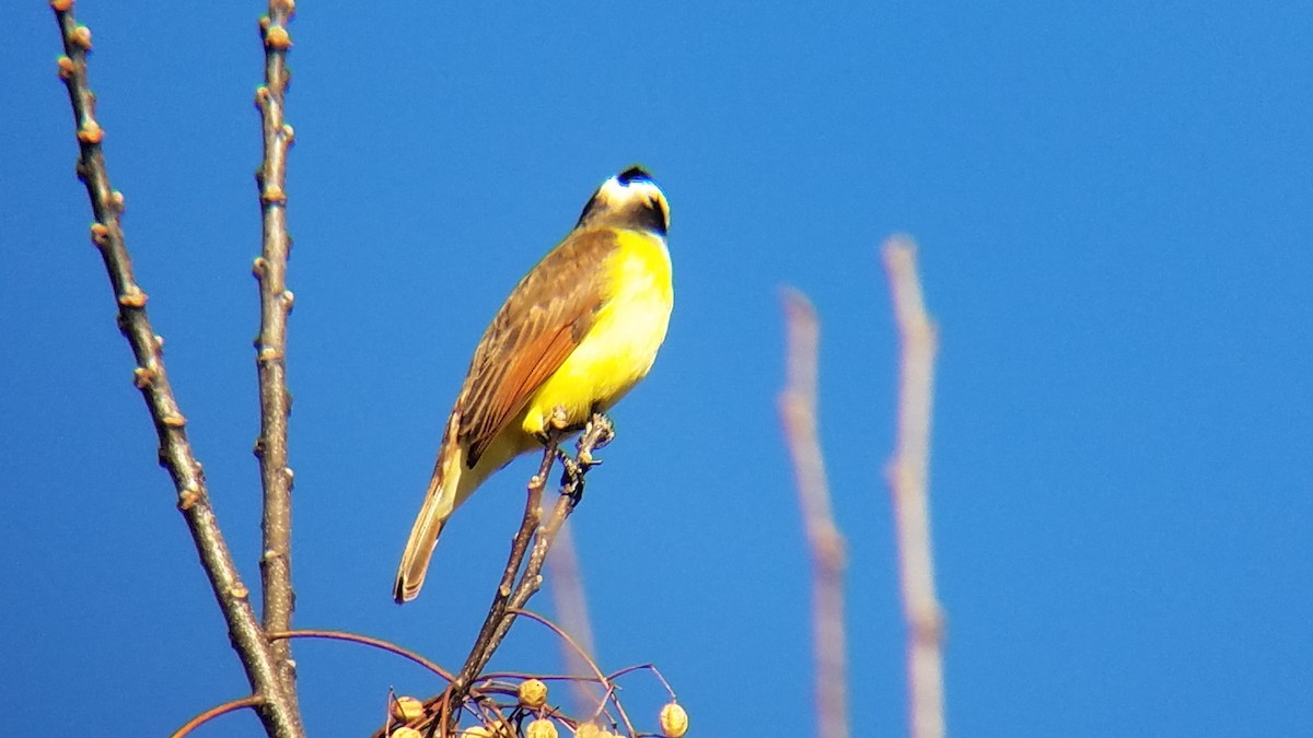Great Kiskadee - ML131429231