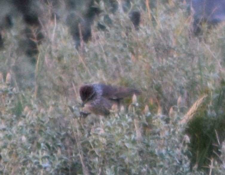 Plain-mantled Tit-Spinetail - Felipe Undurraga