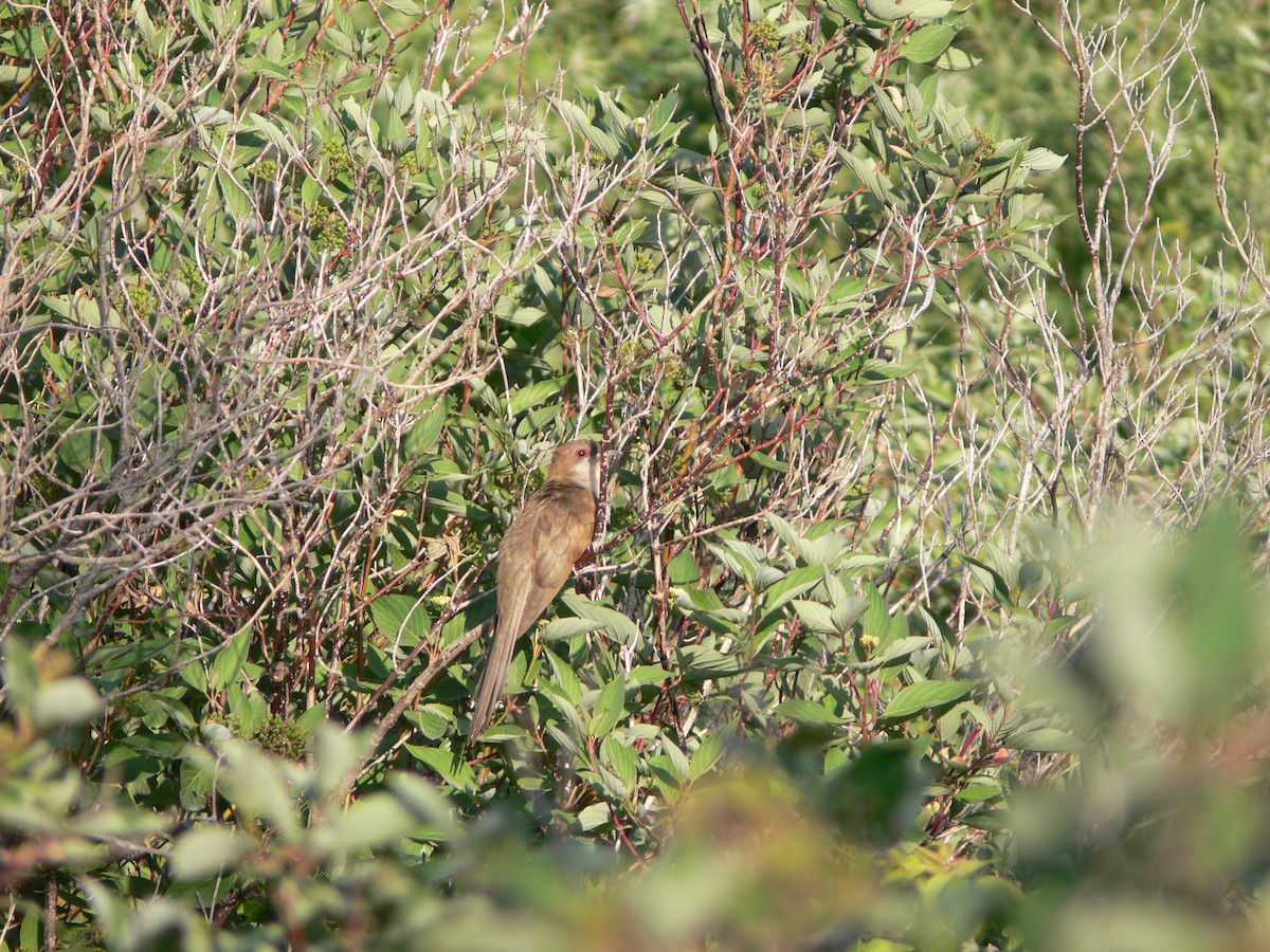 Black-billed Cuckoo - ML131436681