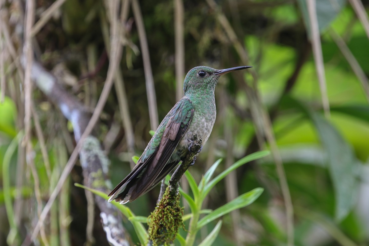 Scaly-breasted Hummingbird - ML131443021