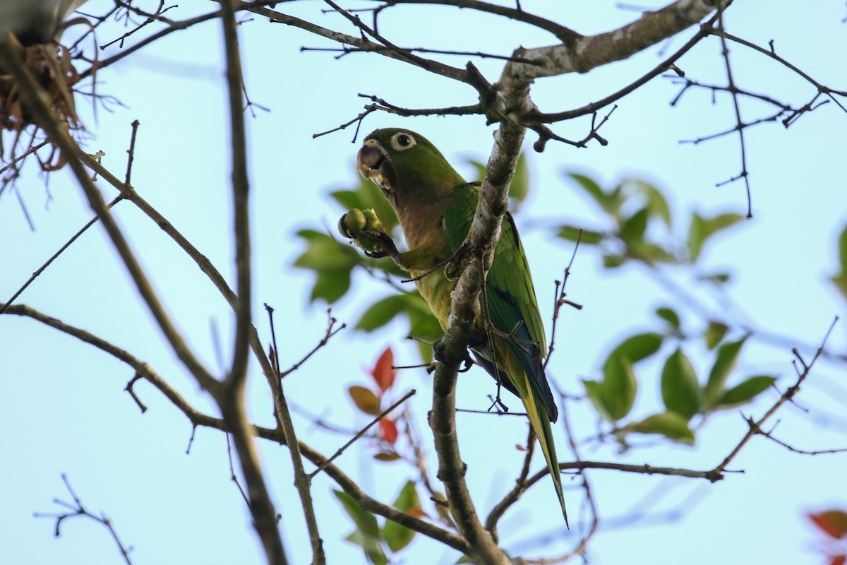 Aratinga Jamaicana - ML131443851