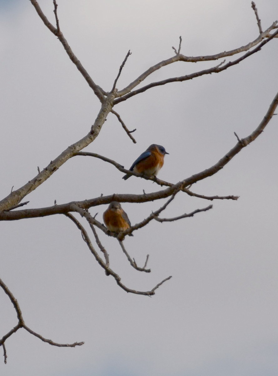 Eastern Bluebird - ML131447851
