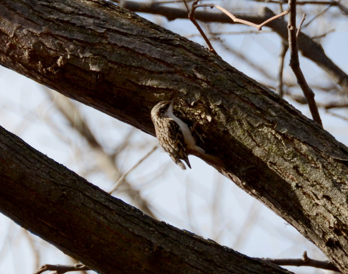 Brown Creeper - ML131447911