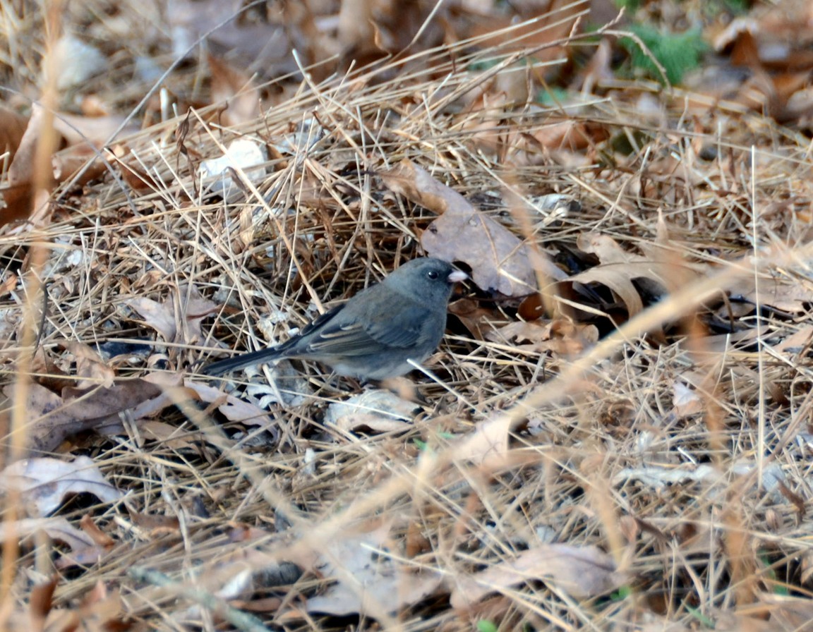 Dark-eyed Junco - ML131448031