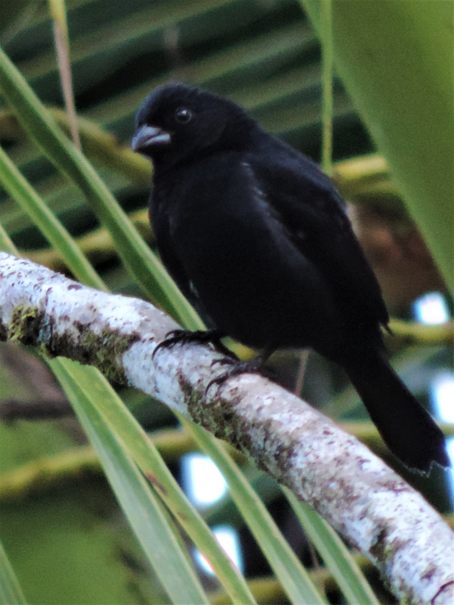 Variable Seedeater - ML131448861