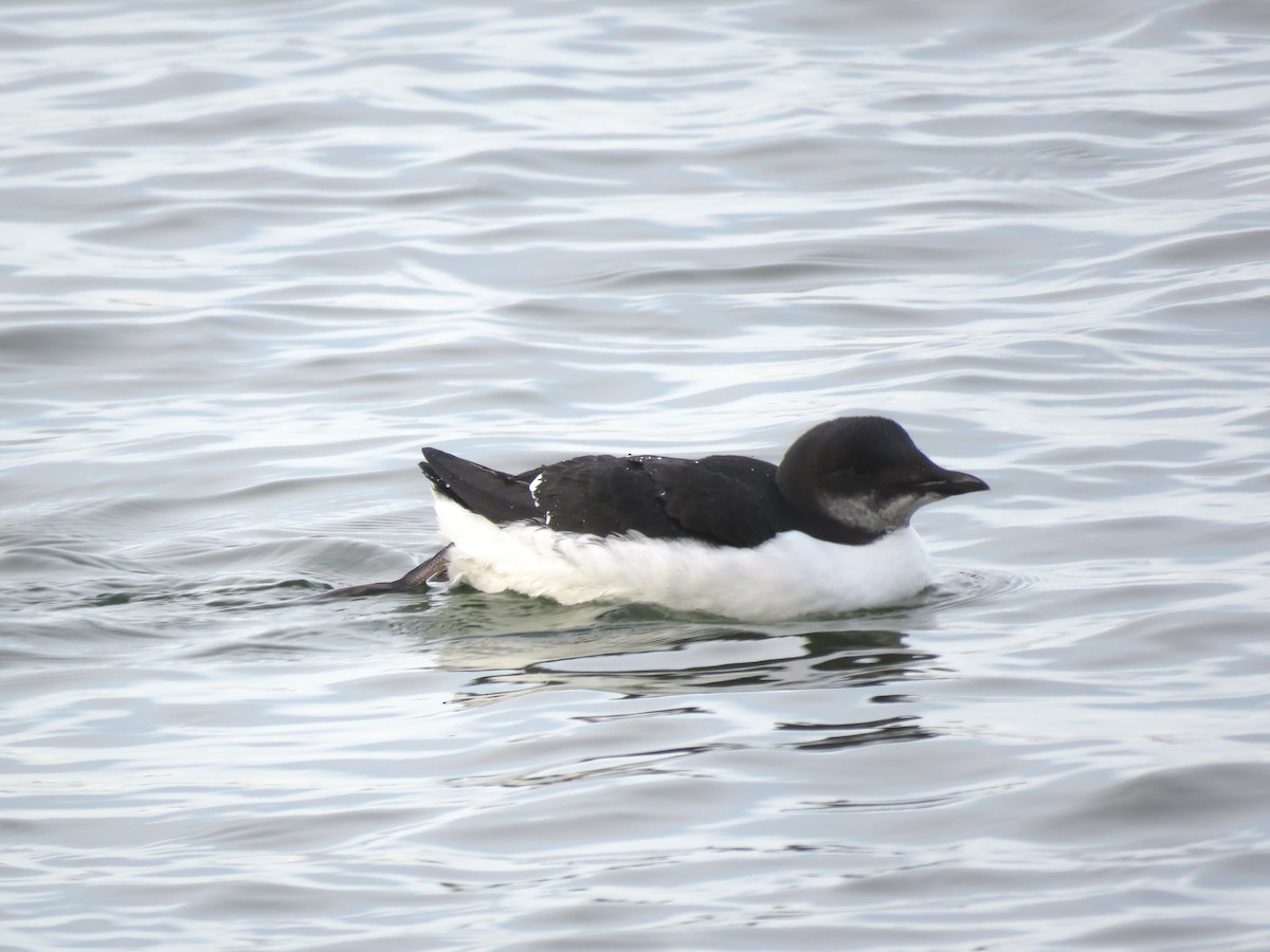 Guillemot de Brünnich - ML131450391