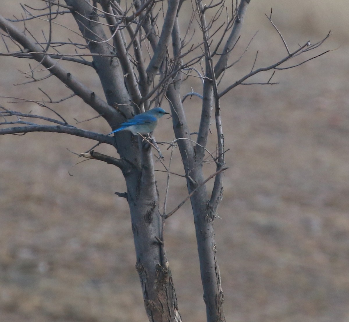 Mountain Bluebird - ML131451551