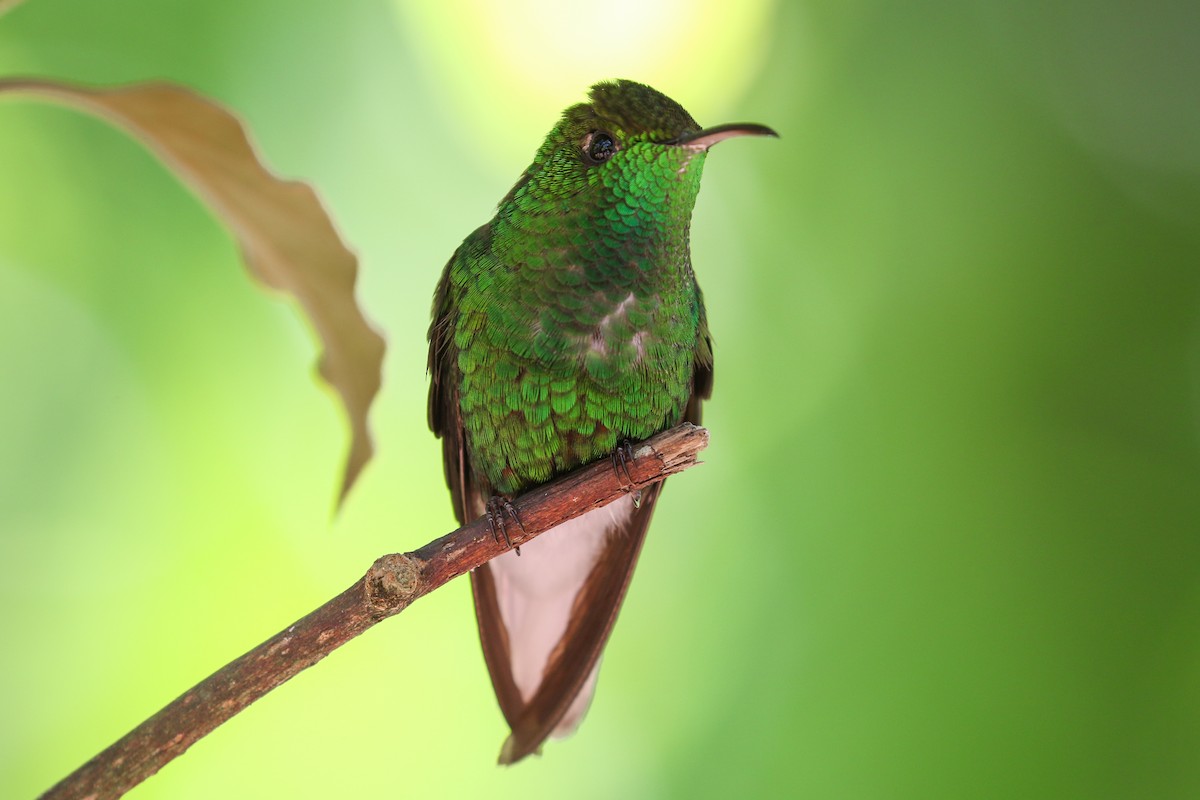 Coppery-headed Emerald - Blair Dudeck