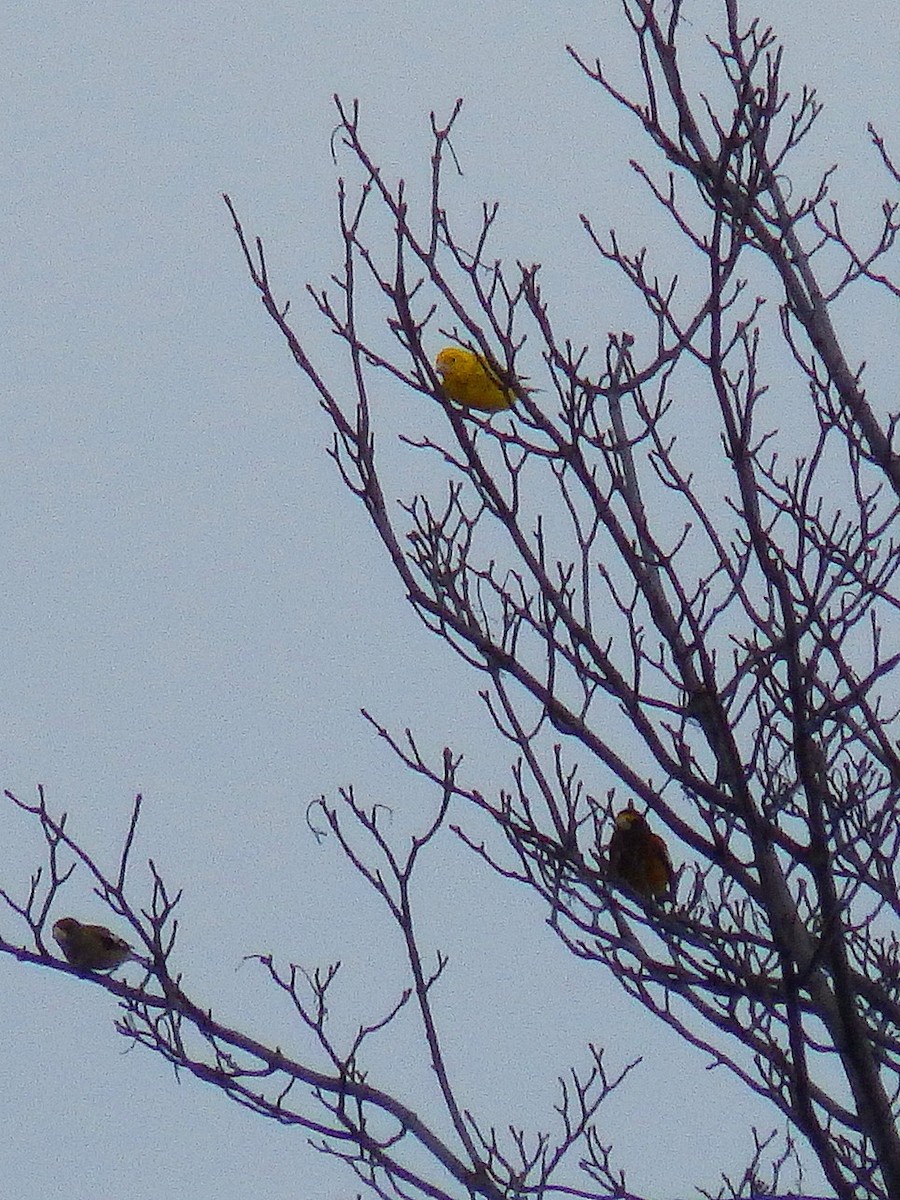 Evening Grosbeak - ML131452651