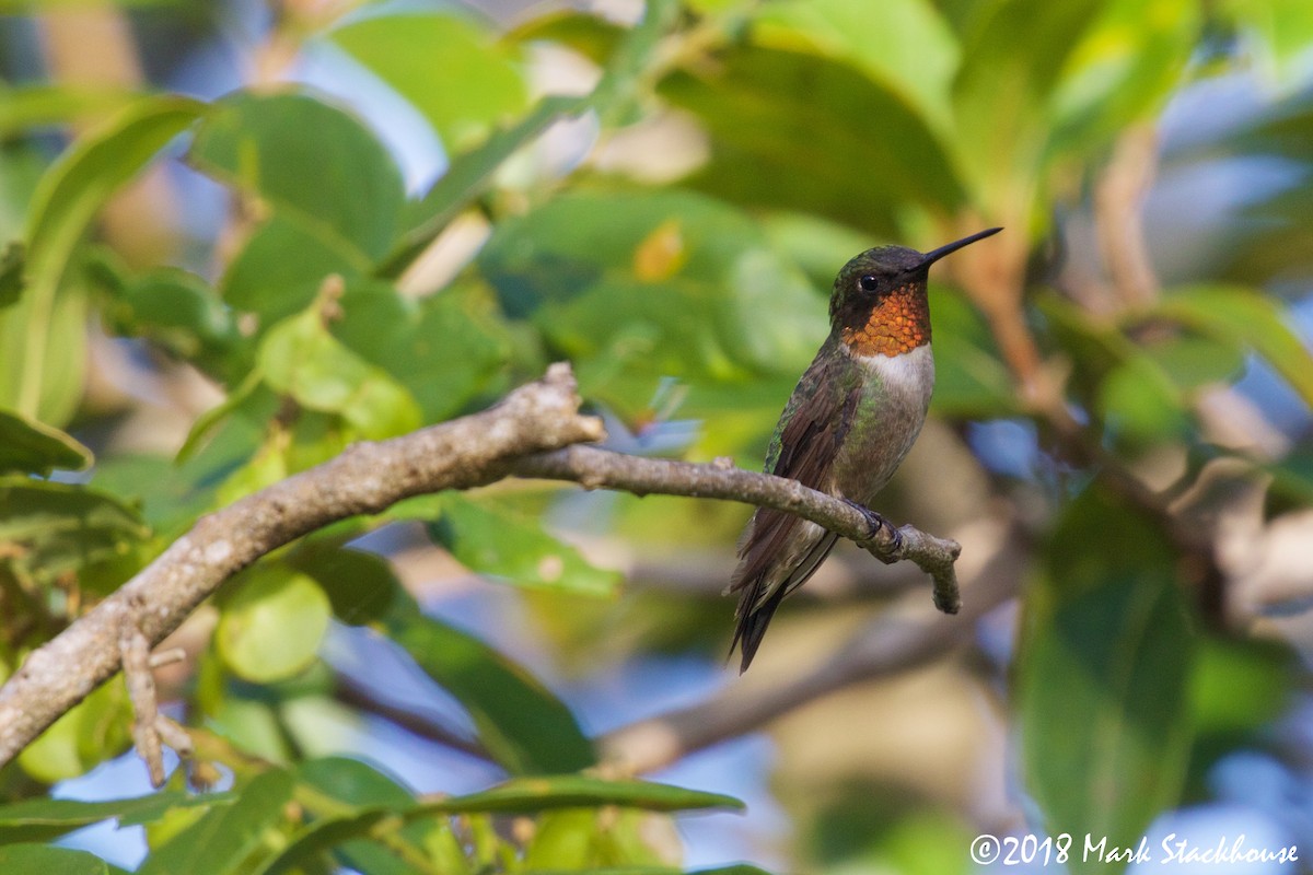 Ruby-throated Hummingbird - ML131454441
