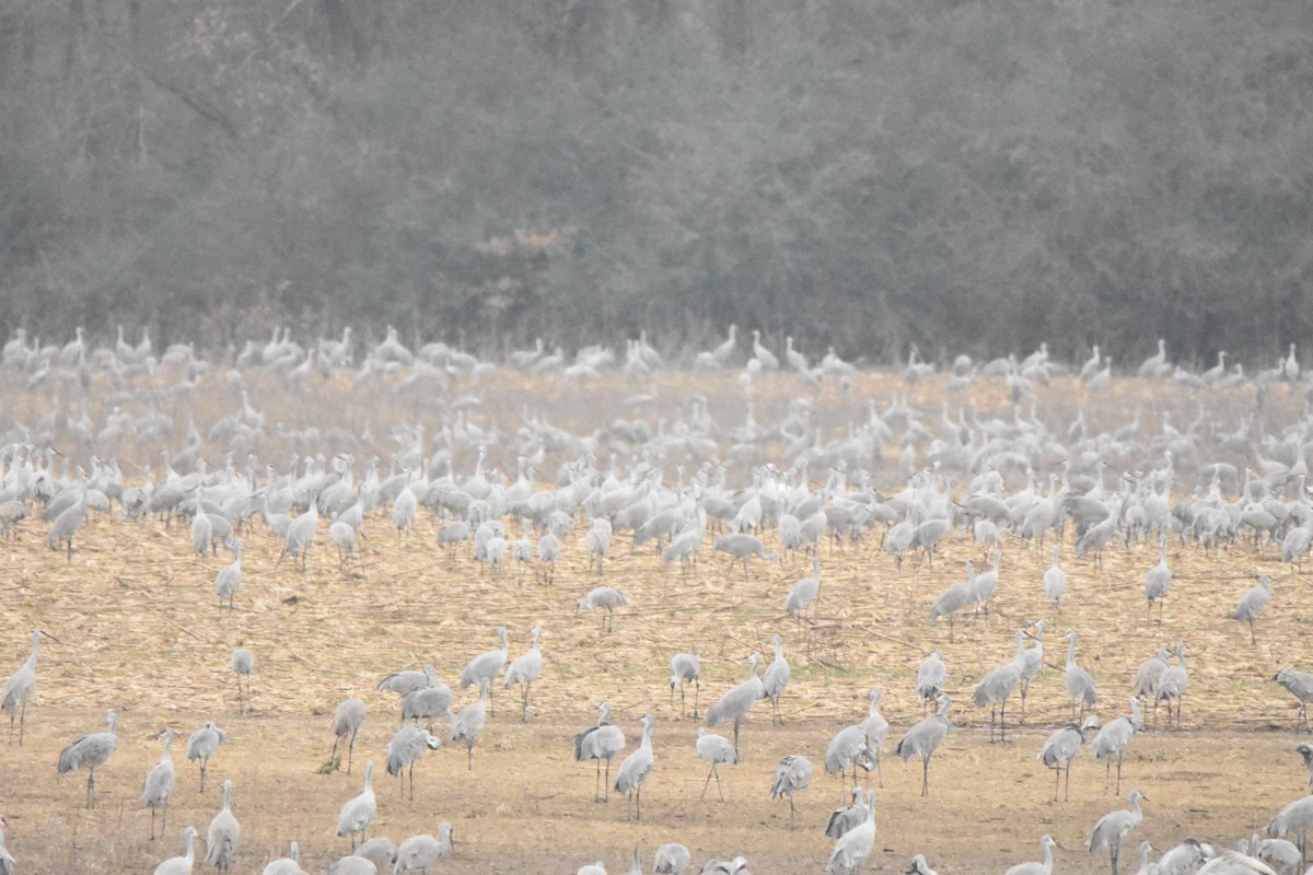 Grulla Canadiense - ML131458011