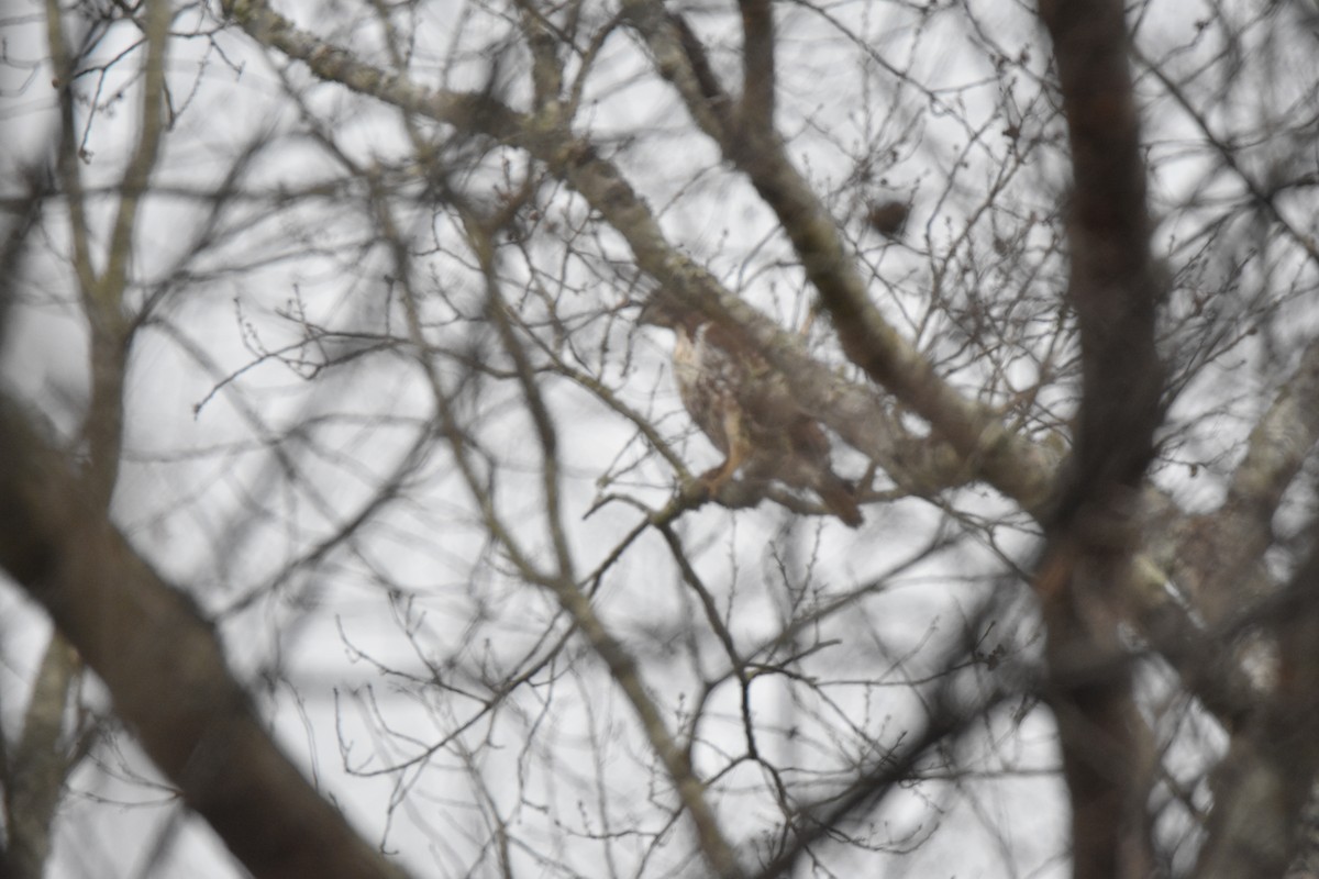 Sandhill Crane - ML131458051