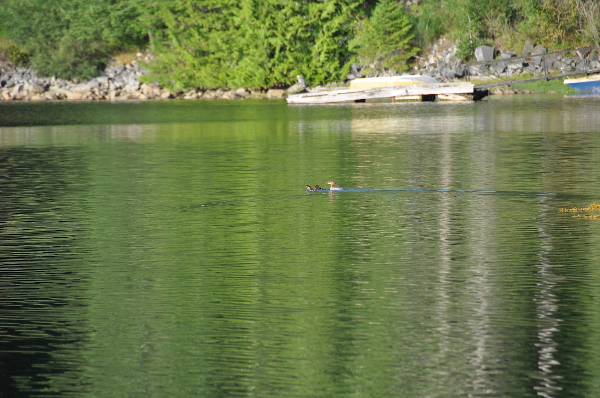 Common Merganser (North American) - ML131459911