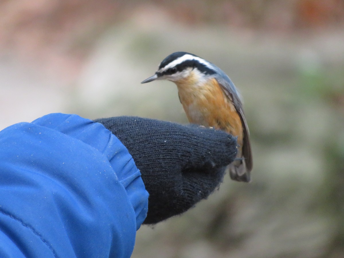 Red-breasted Nuthatch - Katarzyna Kabacinska