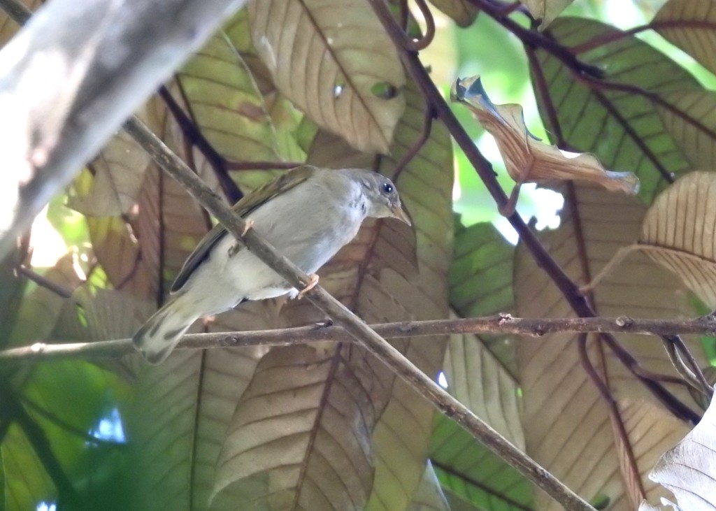 Yellow-footed Honeyguide - Mark Smiles