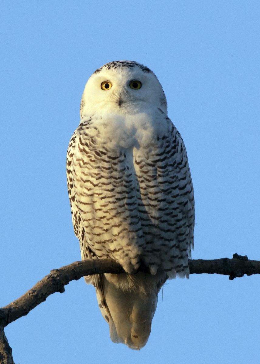 Snowy Owl - ML131462931
