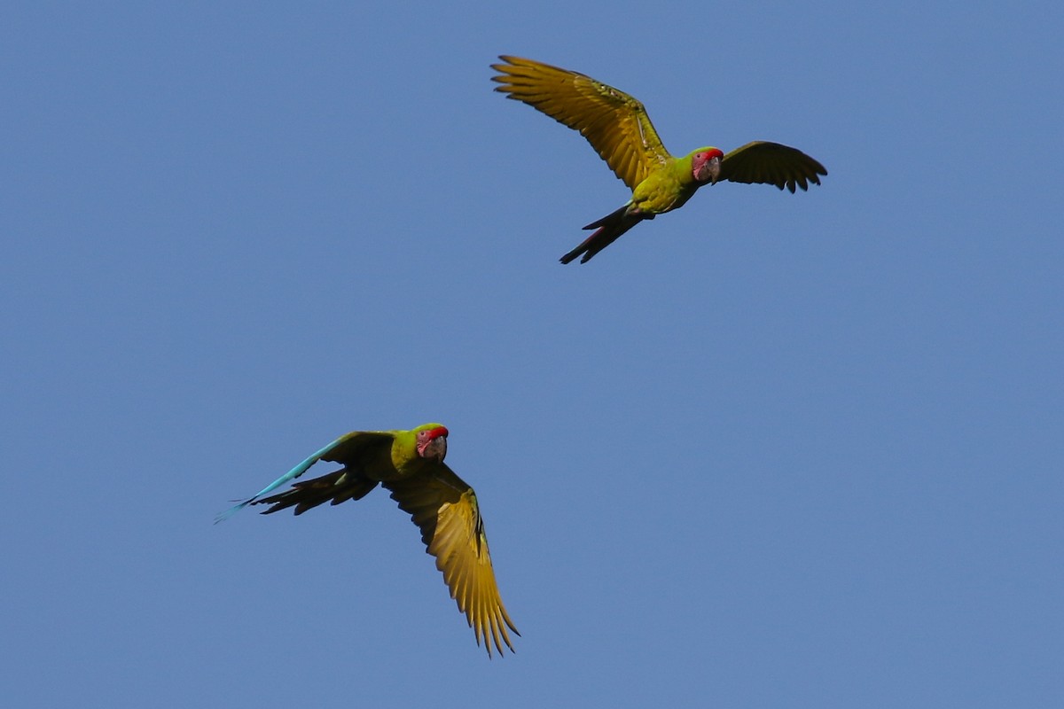 Great Green Macaw - ML131464051