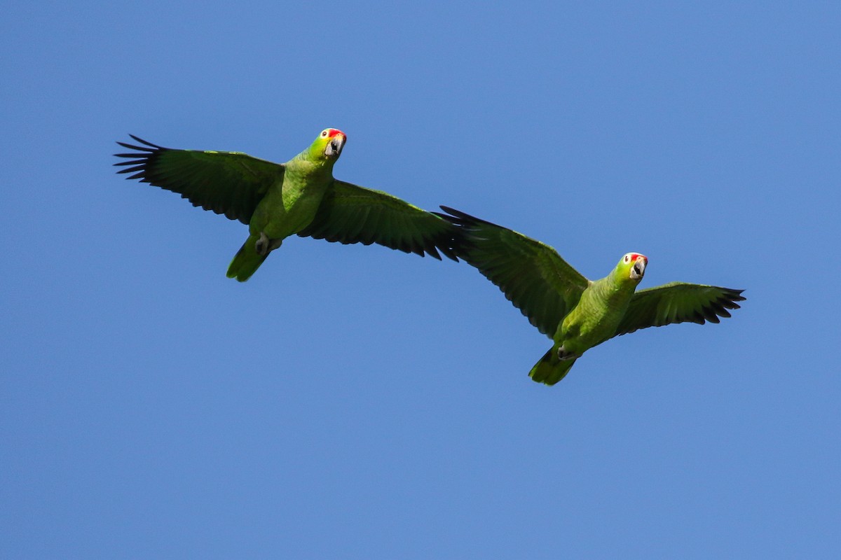 Amazone à diadème - ML131464131