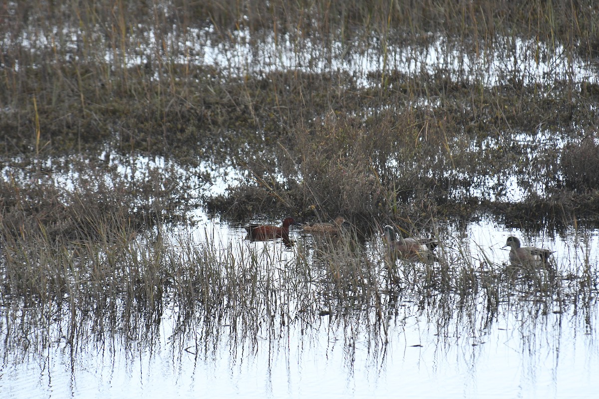 Cinnamon Teal - Sam Sphire