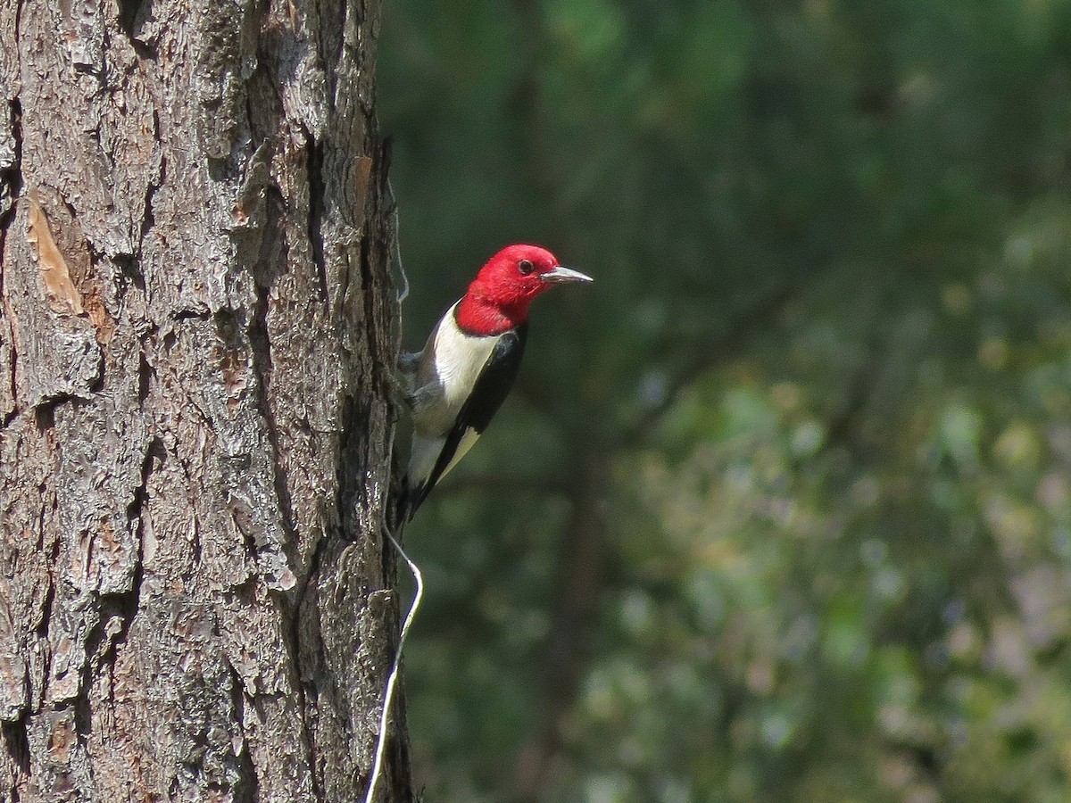 Red-headed Woodpecker - Annika Lindqvist