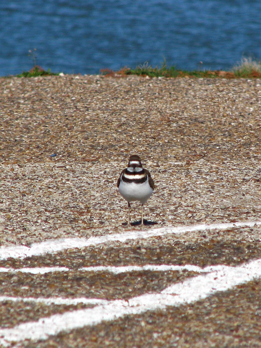 Killdeer - ML131467981