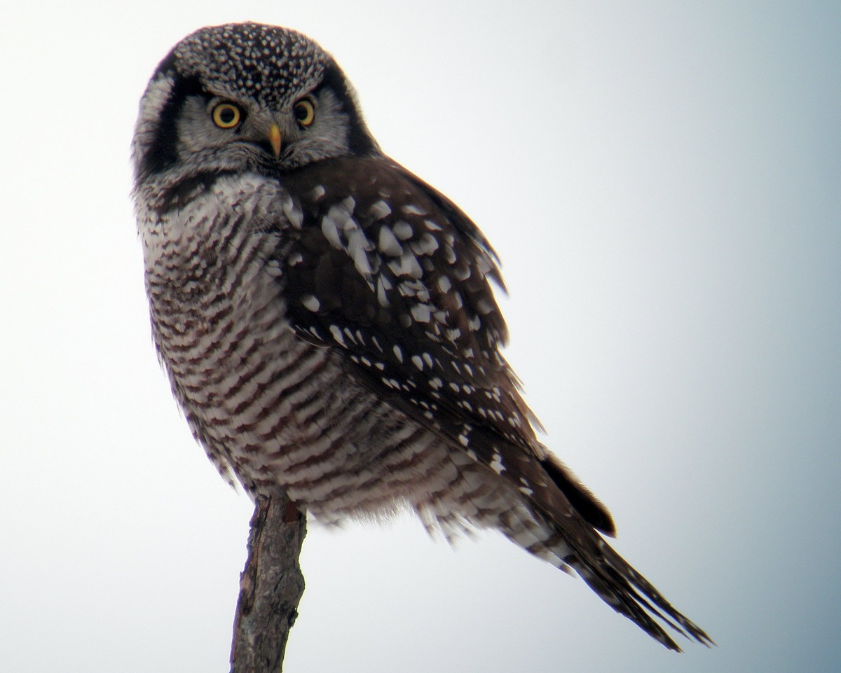 Northern Hawk Owl - ML131468211