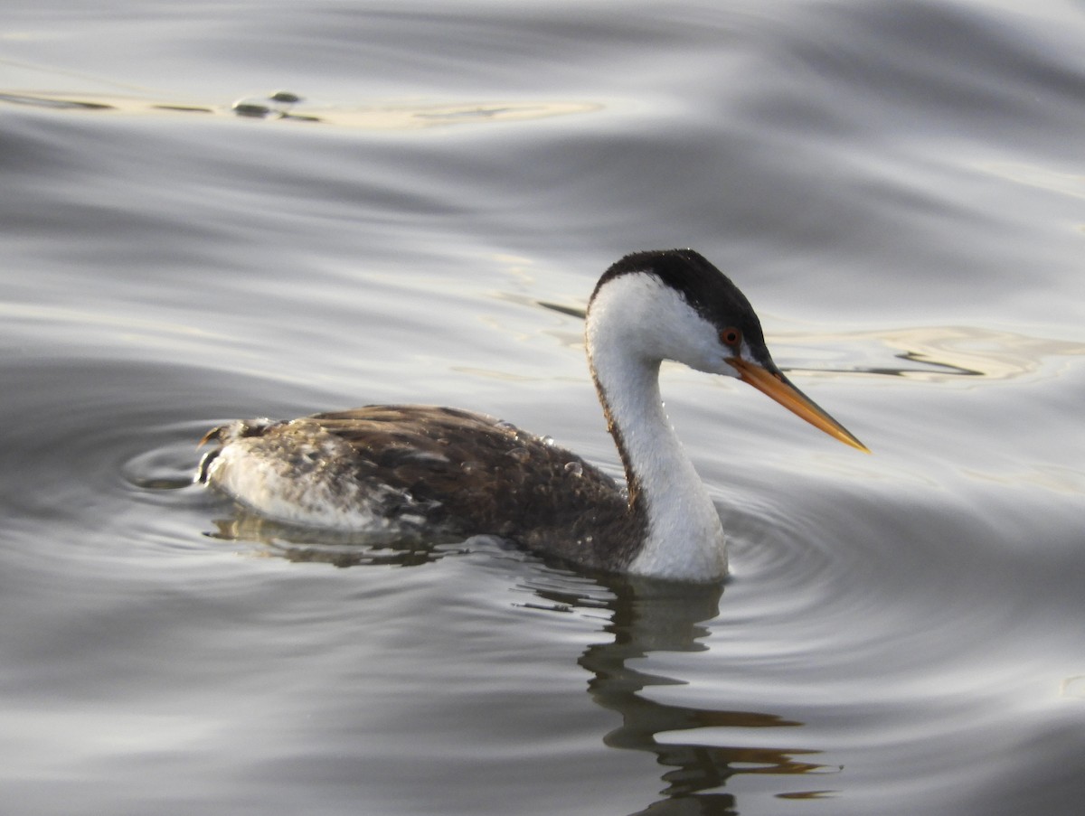 Clark's Grebe - ML131468931