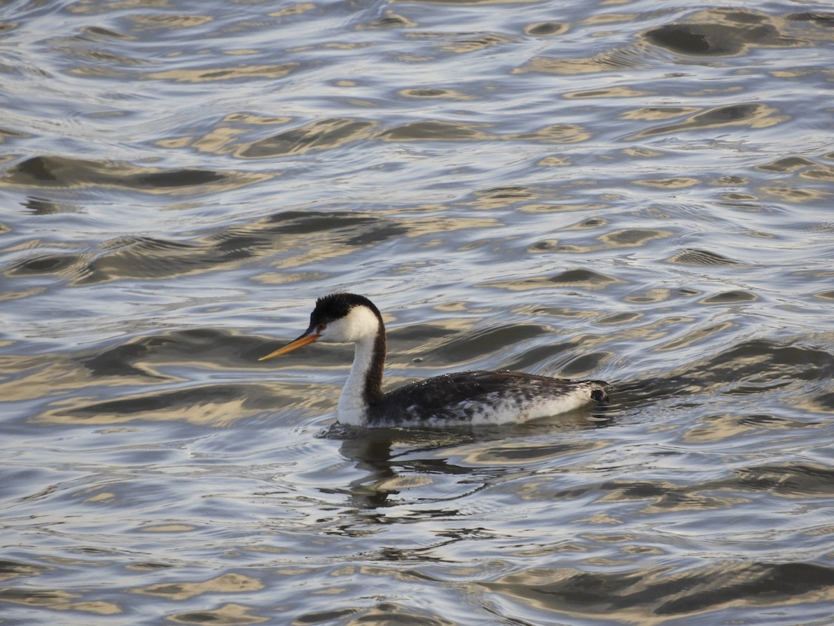 Clark's Grebe - ML131468981