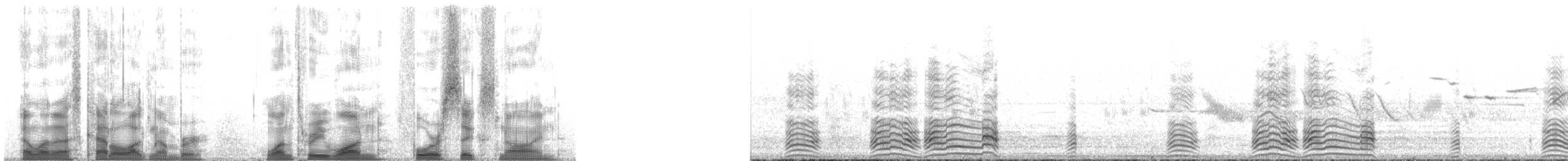 hoholka lední - ML131469