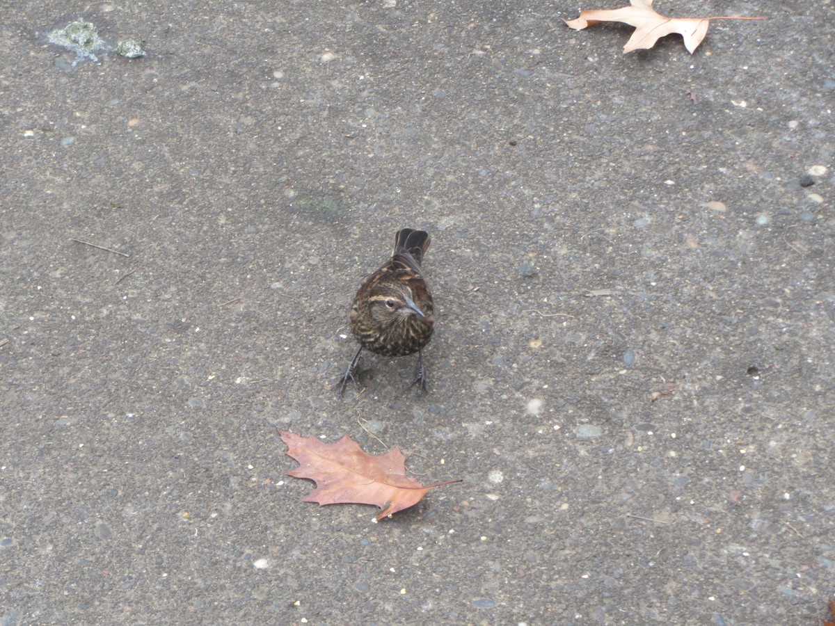 Song Sparrow - ML131470761