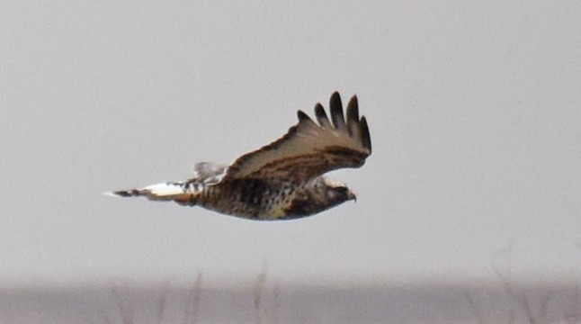 Rough-legged Hawk - ML131471761