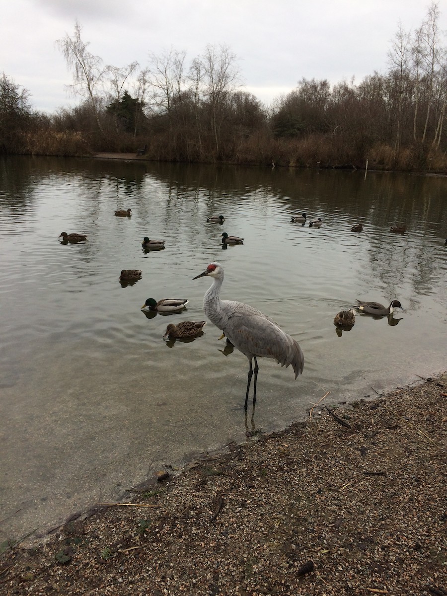 Sandhill Crane - ML131472651