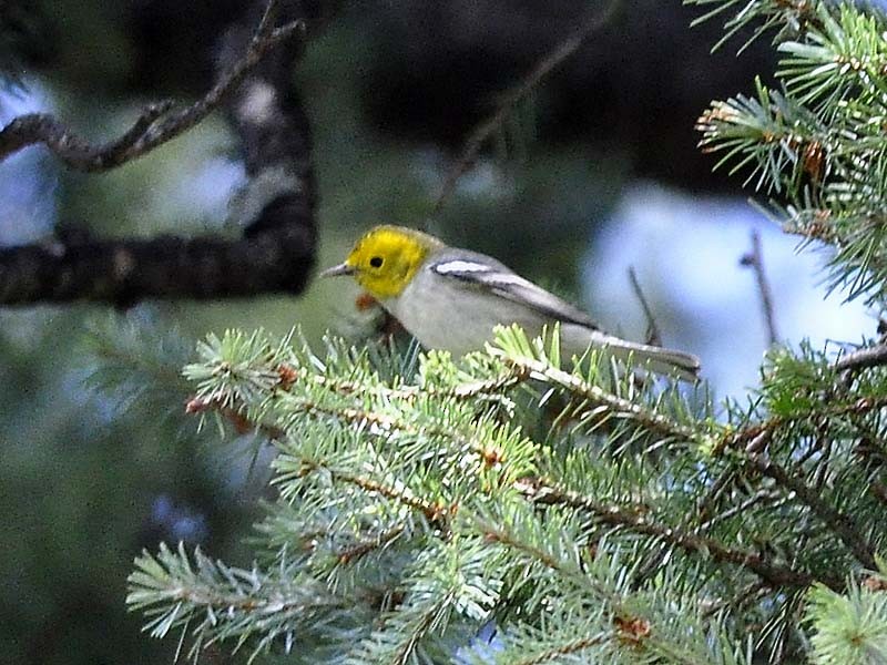 Hermit Warbler - Bert Filemyr