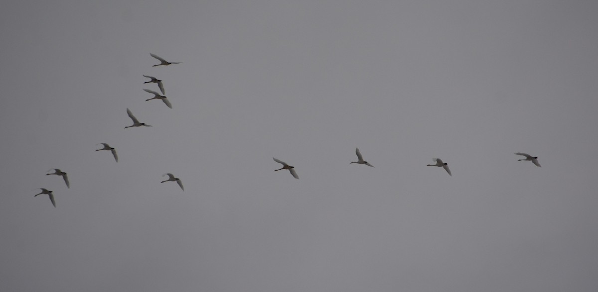 Tundra Swan - ML131474811