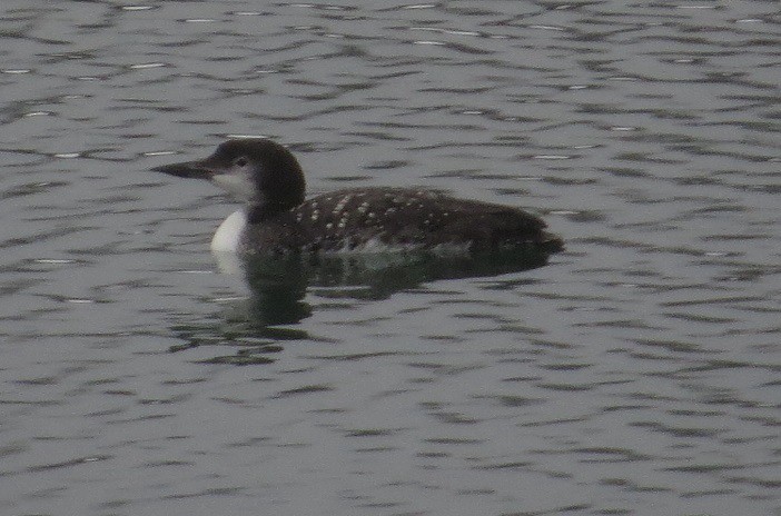 Common Loon - ML131474901