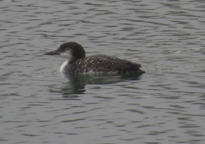 Common Loon - "Chia" Cory Chiappone ⚡️