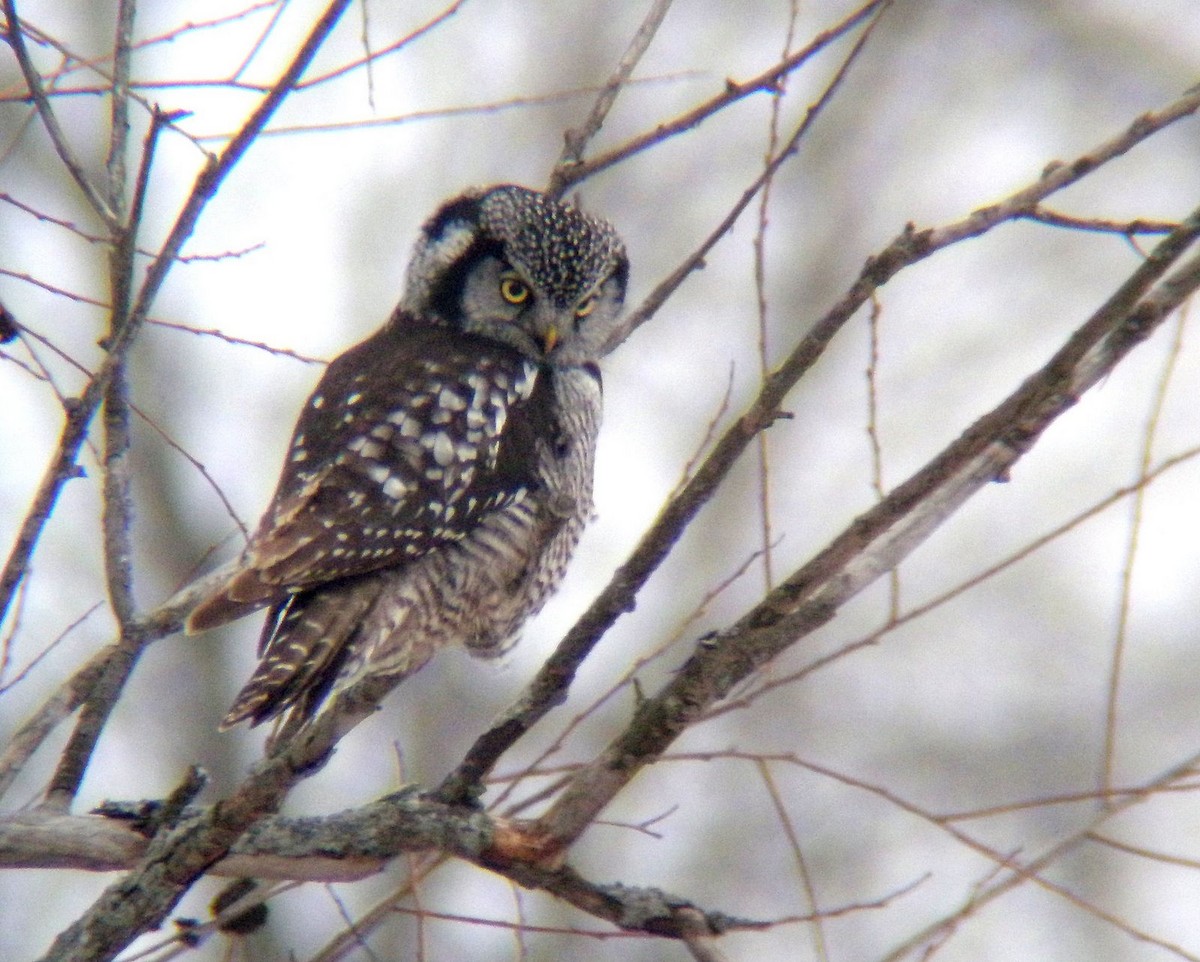 Northern Hawk Owl - ML131476841