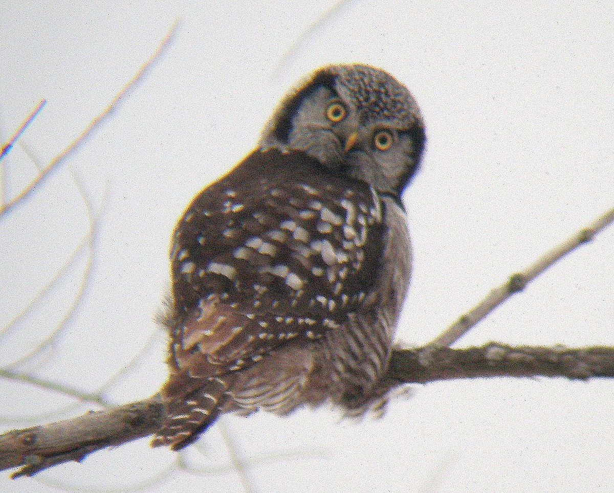 Northern Hawk Owl - ML131476851