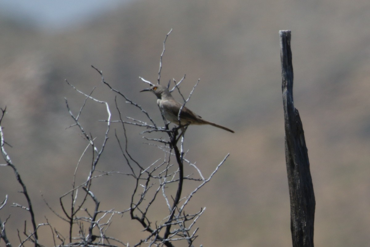 Curve-billed Thrasher - ML131477291