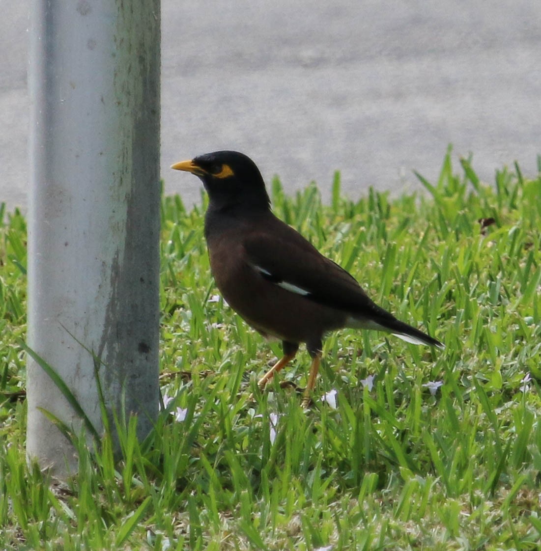 Common Myna - ML131478531