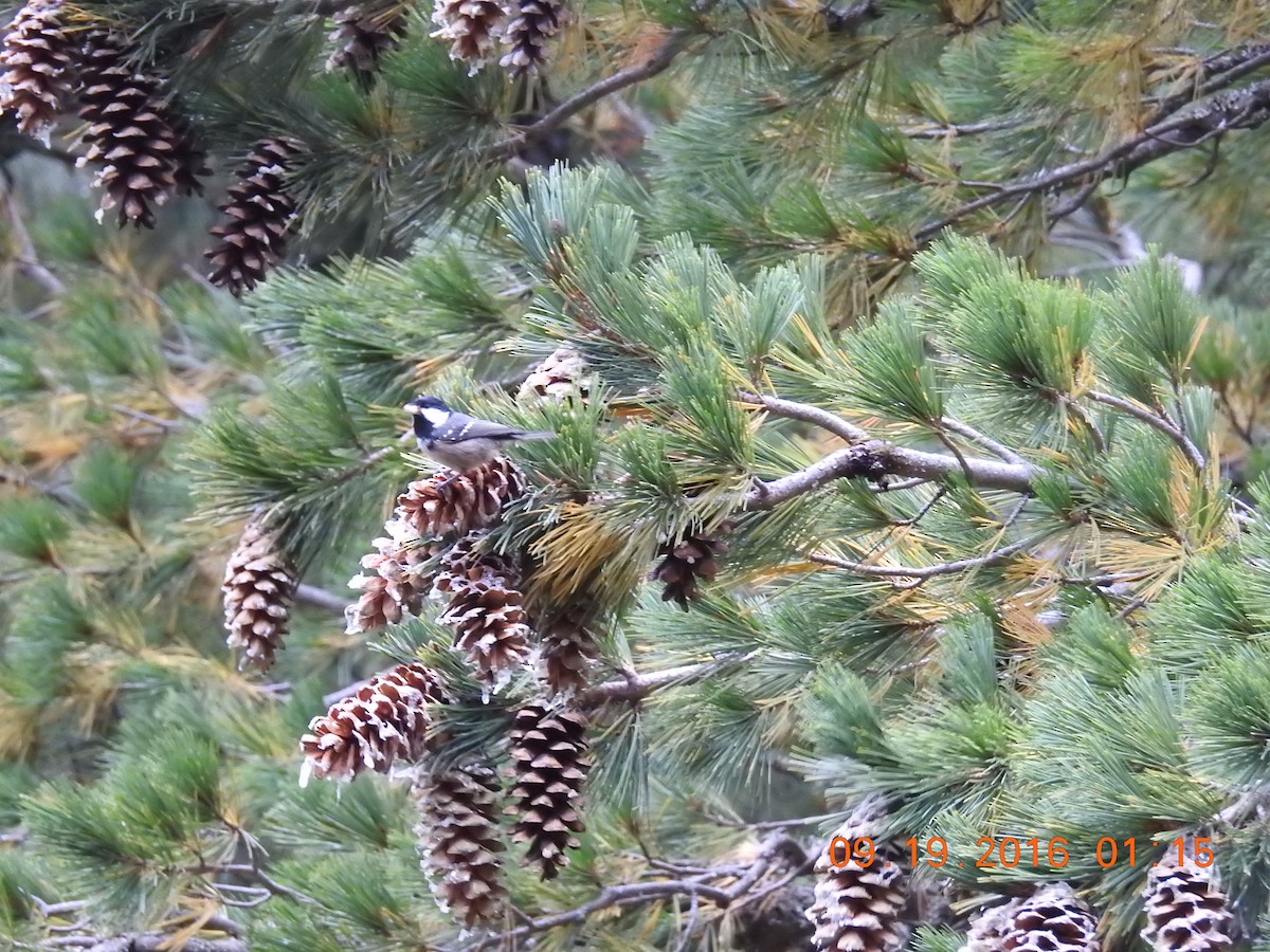 Coal Tit - C L Hampton